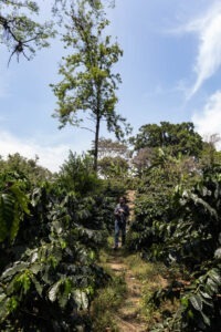 11TH PLACE Michael de Anda Baur - COE Mexico 2025 -COFFEE FIELD
