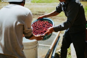 FOTOS NHT 02 Cruz José Argüello Enríquez - Finca Santa Cruz - COE Mexico 2025