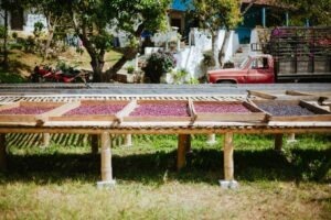FOTOS NHT 02 Cruz José Argüello Enríquez - Finca Santa Cruz - COE Mexico 2025
