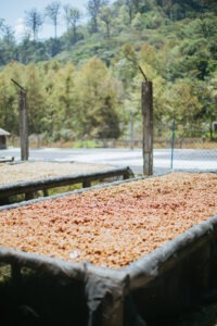 FOTOS NHT 02 Cruz José Argüello Enríquez - Finca Santa Cruz - COE Mexico 2025