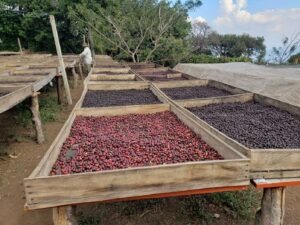 11N - El Salvador COE 2025