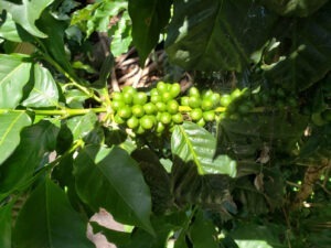 11N - El Salvador COE 2025
