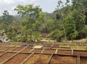 1A 1B W - El Salvador COE 2025 - 1W 1