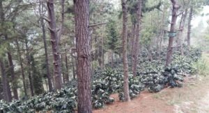 1A 1B W - El Salvador COE 2025 - 1W 1