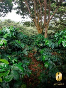 7N - El Salvador COE 2025