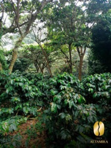 7N - El Salvador COE 2025