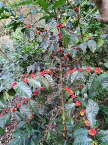 9EX - El Salvador COE 2025