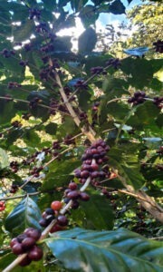 9EX - El Salvador COE 2025