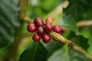 第1名：七彩琉璃咖啡莊園 - Taiwan COE 2025