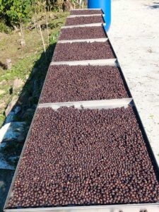第23名：島鄉咖啡 - Taiwan COE 2025