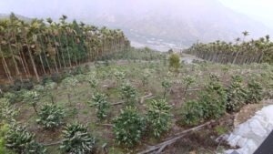 第23名：島鄉咖啡 - Taiwan COE 2025