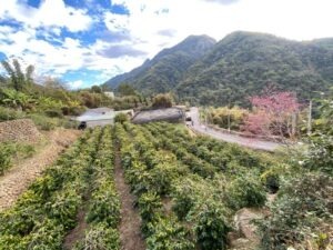第7名：嵩岳咖啡莊園 - Taiwan COE 2025 -