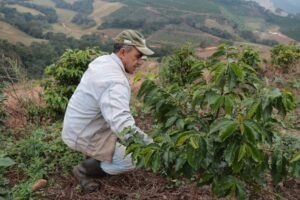 Brazil COE 2025 - Experimental N3