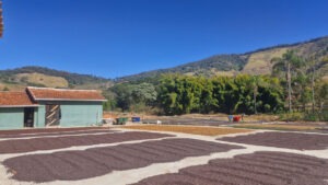 Brazil COE 2025 - 2025 BSCA FOTO PROC POS-COLHEITA Terreiro