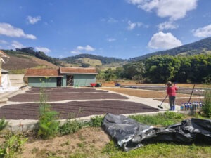 Brazil COE 2025 - 2025 BSCA FOTO PROC POS-COLHEITA Terreiro