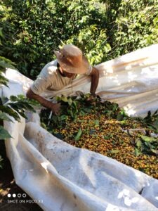 Brazil COE 2025 - Experimental N3