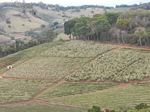 Brazil COE 2025 - 2025 BSCA FOTO PROC POS-COLHEITA Terreiro