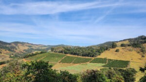 Brazil COE 2025 - 2025 BSCA FOTO PROC POS-COLHEITA Terreiro