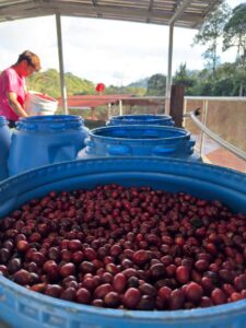 Abner Samuel Zavala -Lavado - Finca El Cambalache_001_Nicaragu_COE_2026