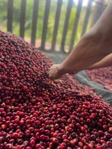 Abner Samuel Zavala -Lavado - Finca El Cambalache_001_Nicaragu_COE_2026