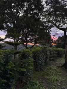 Abner Samuel Zavala -Lavado - Finca El Cambalache_001_Nicaragu_COE_2026