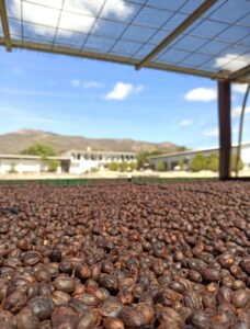 1. Inv. Valladarez A. - Finca Los Alpes- Natural_002_Nicaragu_COE_2026
