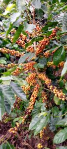 10. Warner de Jesus Ubeda Zeledon - Lavado-Finca El Renacer- Jinotega. San Rafael del Norte_001_Nicaragu_COE_2026