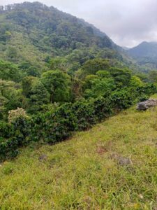 10. Warner de Jesus Ubeda Zeledon - Lavado-Finca El Renacer- Jinotega. San Rafael del Norte_001_Nicaragu_COE_2026