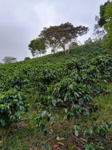 10. Warner de Jesus Ubeda Zeledon - Lavado-Finca El Renacer- Jinotega. San Rafael del Norte_001_Nicaragu_COE_2026