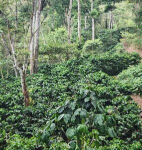 12.Sergio Noe Ortez Ortez- Natural- Finca El Porvenir- NSegovia_001_Nicaragu_COE_2026