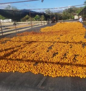 12.Sergio Noe Ortez Ortez- Natural- Finca El Porvenir- NSegovia_001_Nicaragu_COE_2026