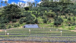 2. Coffee Libre- Finca La Furiosa- Lavado_002_Nicaragu_COE_2026