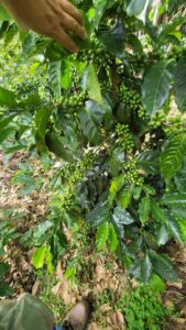 3. Manuel Rosales Raudales- Finca Puma Punku- Lavado_001_Nicaragu_COE_2026