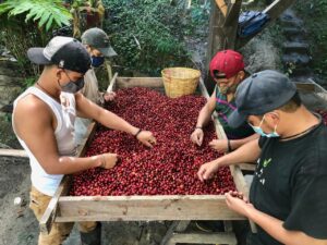 4. Claudia Rebeca Lovo Salgado- Lavado- Finca El Arbol. Nueva Segovia_001_Nicaragu_COE_2026