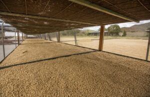 6. Inv. Valladarez Acevedo- Finca Buenos Aires- Lavado_002_Nicaragu_COE_2026