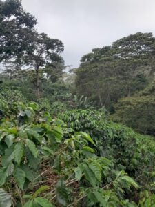 8. Jose Edilberto Ubeda Zeledon -Lavado- Finca La Laguna. Jinotega_001_Nicaragu_COE_2026