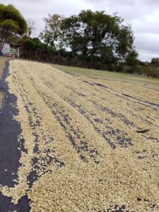 9. Favio Odorico Monzon M- Lavado- Finca Santa Maria-_001_Nicaragu_COE_2026