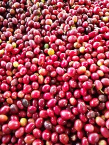 9. Favio Odorico Monzon M- Lavado- Finca Santa Maria-_001_Nicaragu_COE_2026