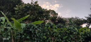 9. Favio Odorico Monzon M- Lavado- Finca Santa Maria-_001_Nicaragu_COE_2026