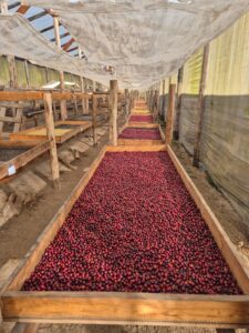 COE 2 N - El Conacaste-_El_Salvador