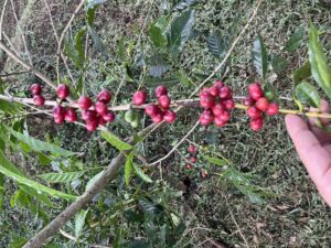 COE 6 WH - Don Jaime_IMG_9364_-_El_Salvador