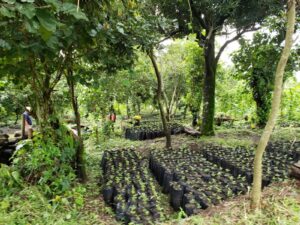 COE 9 WH - Campo Bello_El_Salvador