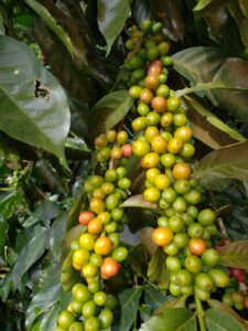 COE 9 WH - Campo Bello_El_Salvador