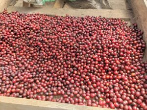 COE 9 WH - Campo Bello_El_Salvador
